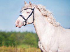 L'albinismo nel cavallo: è possibile?