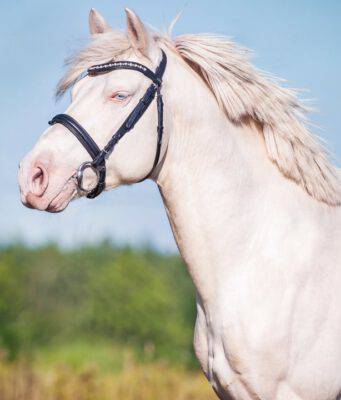 L'albinismo nel cavallo: è possibile?
