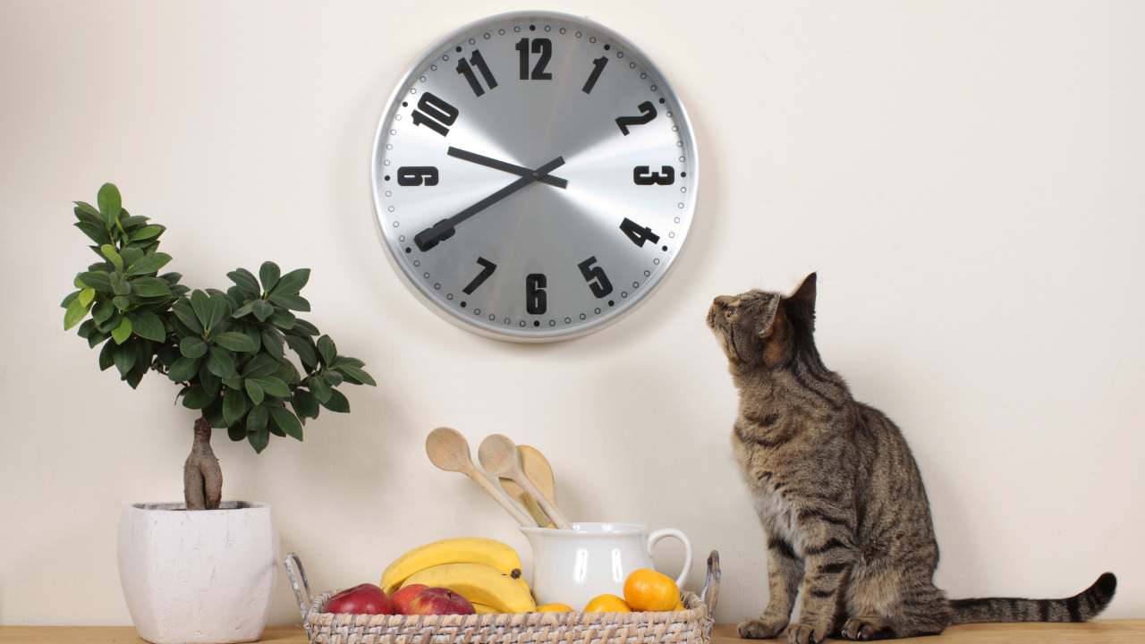 Come il gatto percepisce lo scorrere del tempo