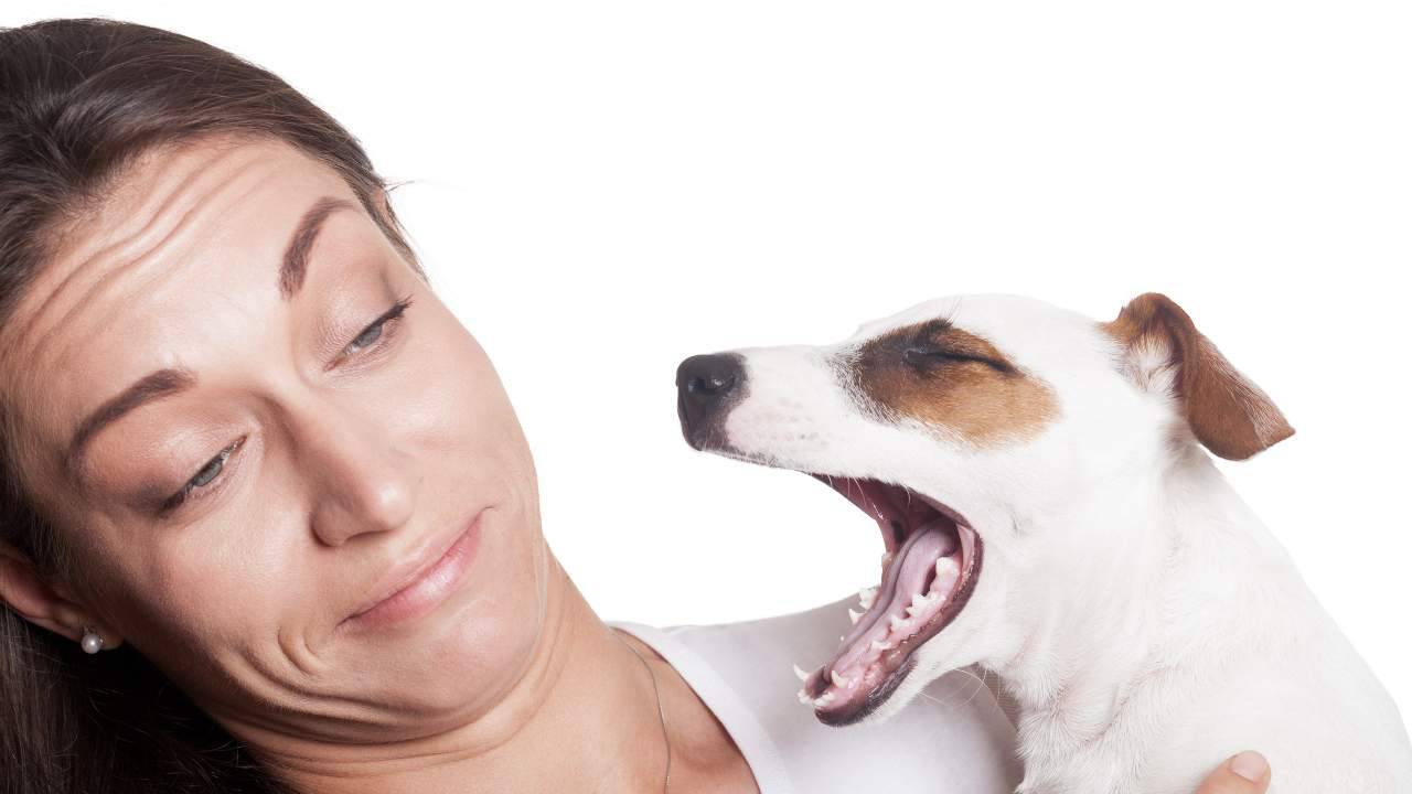 Deodorante per cani, è davvero necessario?