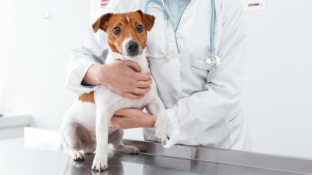 Test DNA per cani