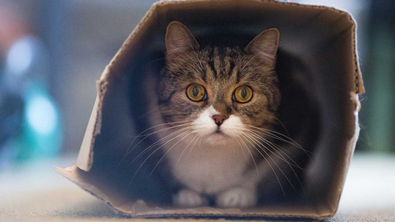 front view of tabby white british shorthair cat hiding in a carboard box on the floor