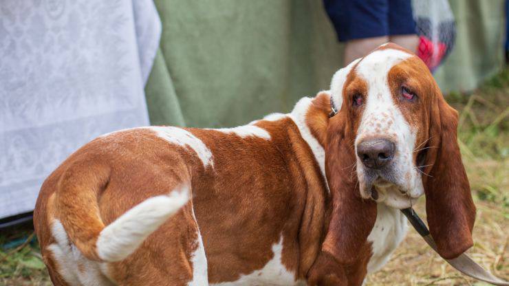 Adottare un Bracco d'Ariege