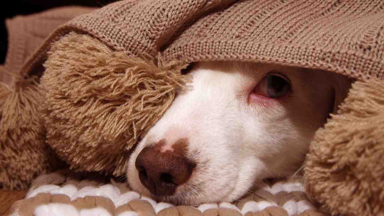 Il cane ha paura dei fornelli