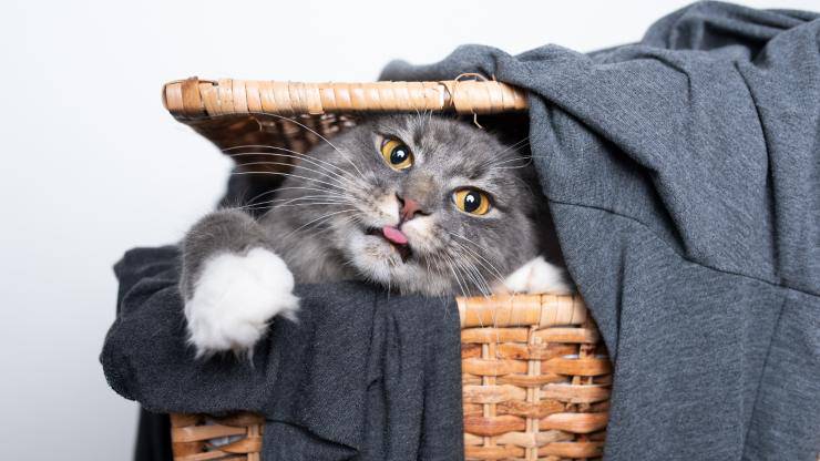Al gatto piacciono i vestiti sporchi
