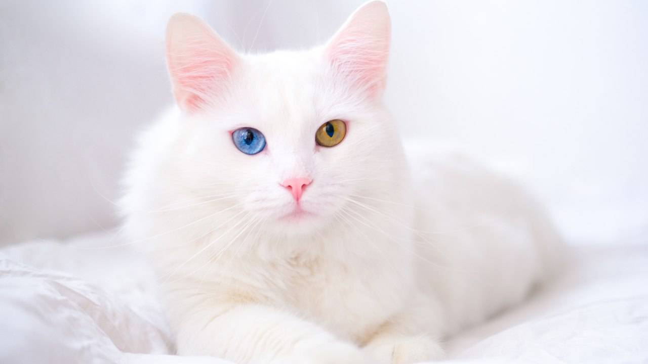 Albinismo nel gatto