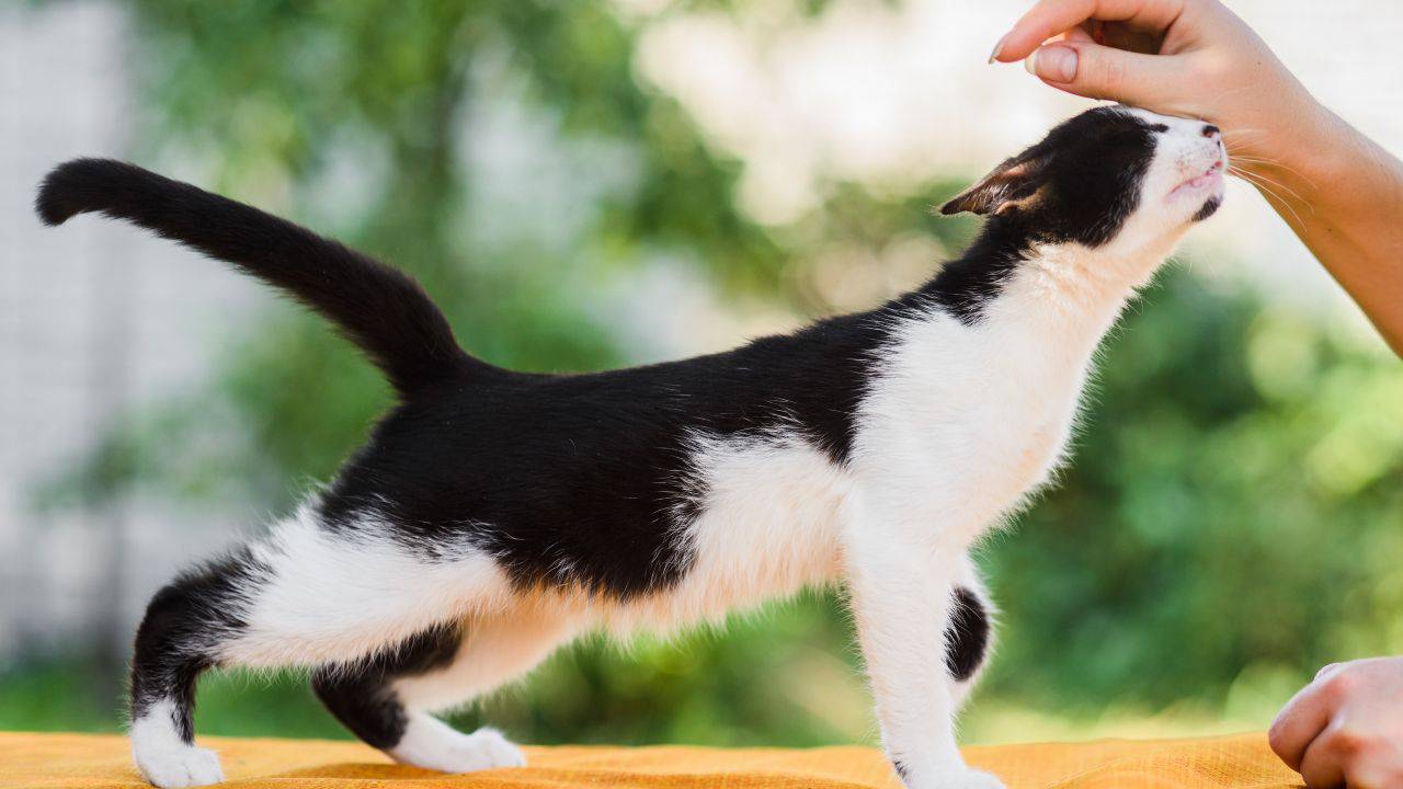 Perchè Il Gatto Sbatte La Coda Quando Lo Accarezzo