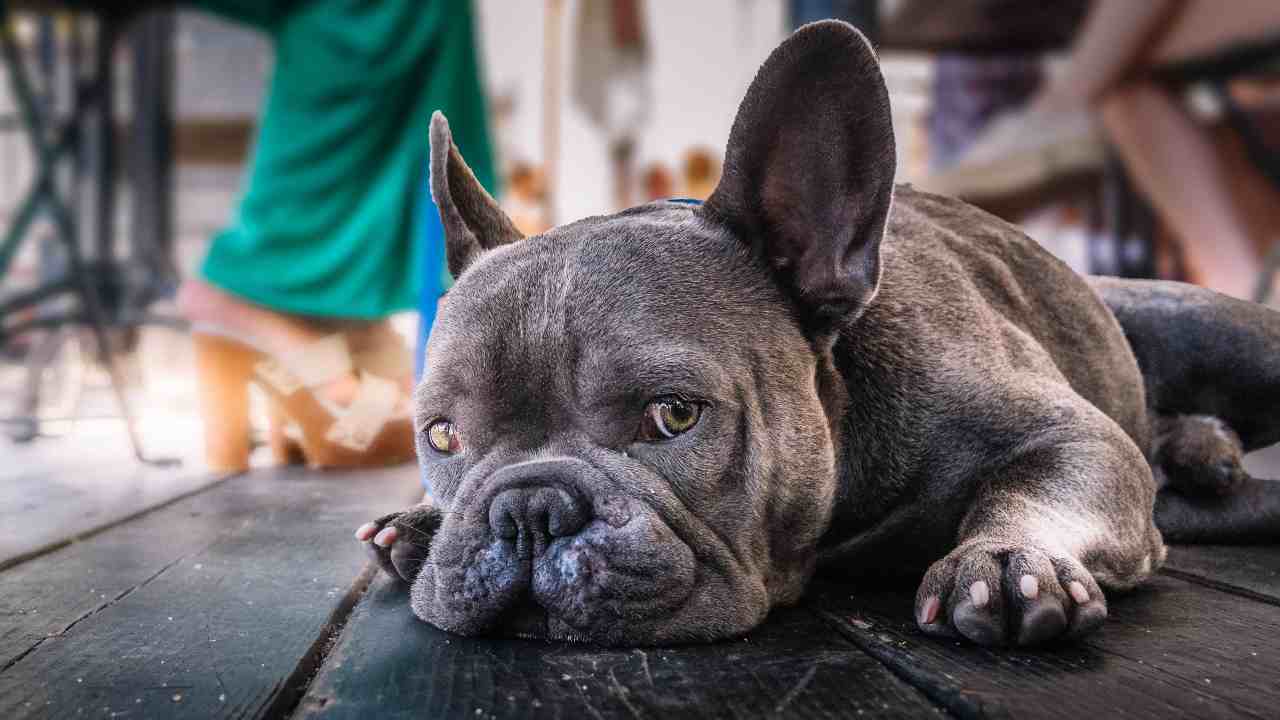 Cane troppo sedentario