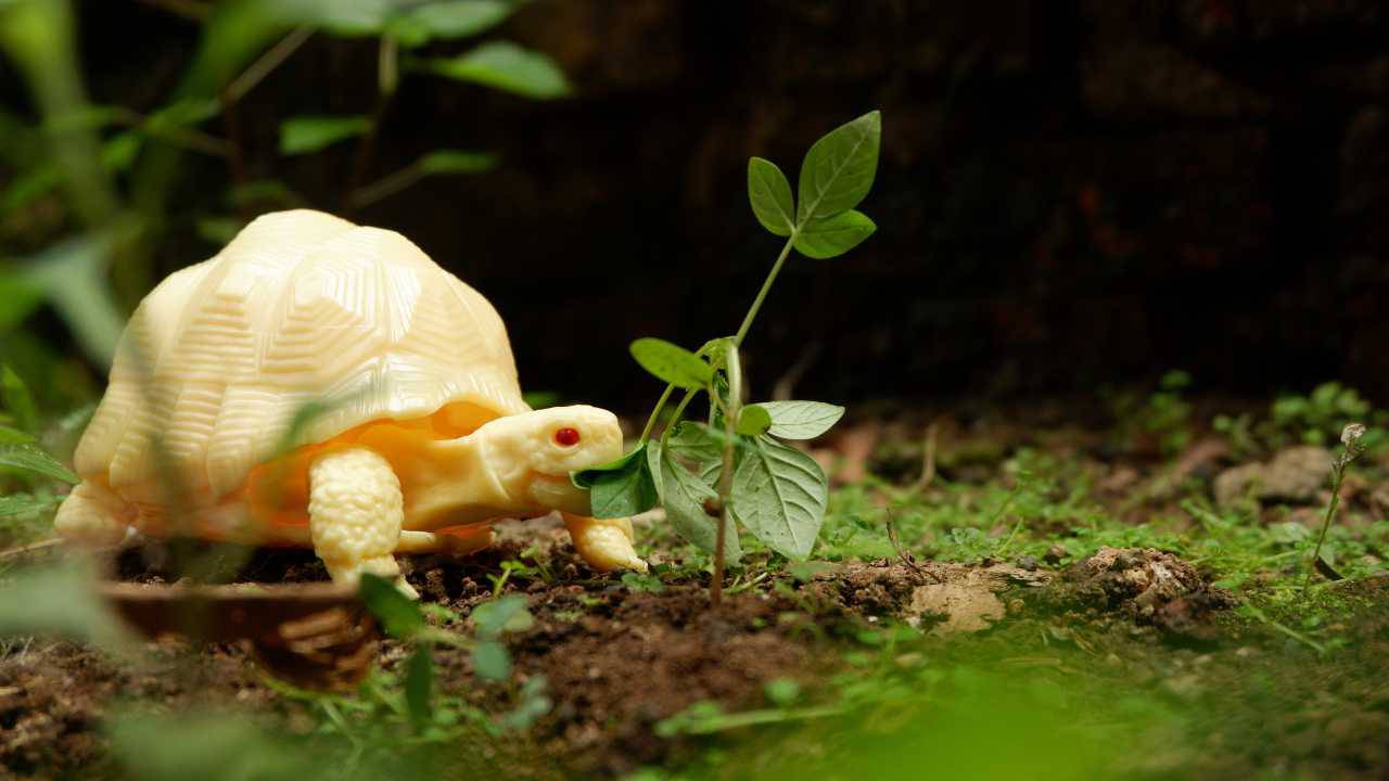 Albinismo nelle tartarughe di terra
