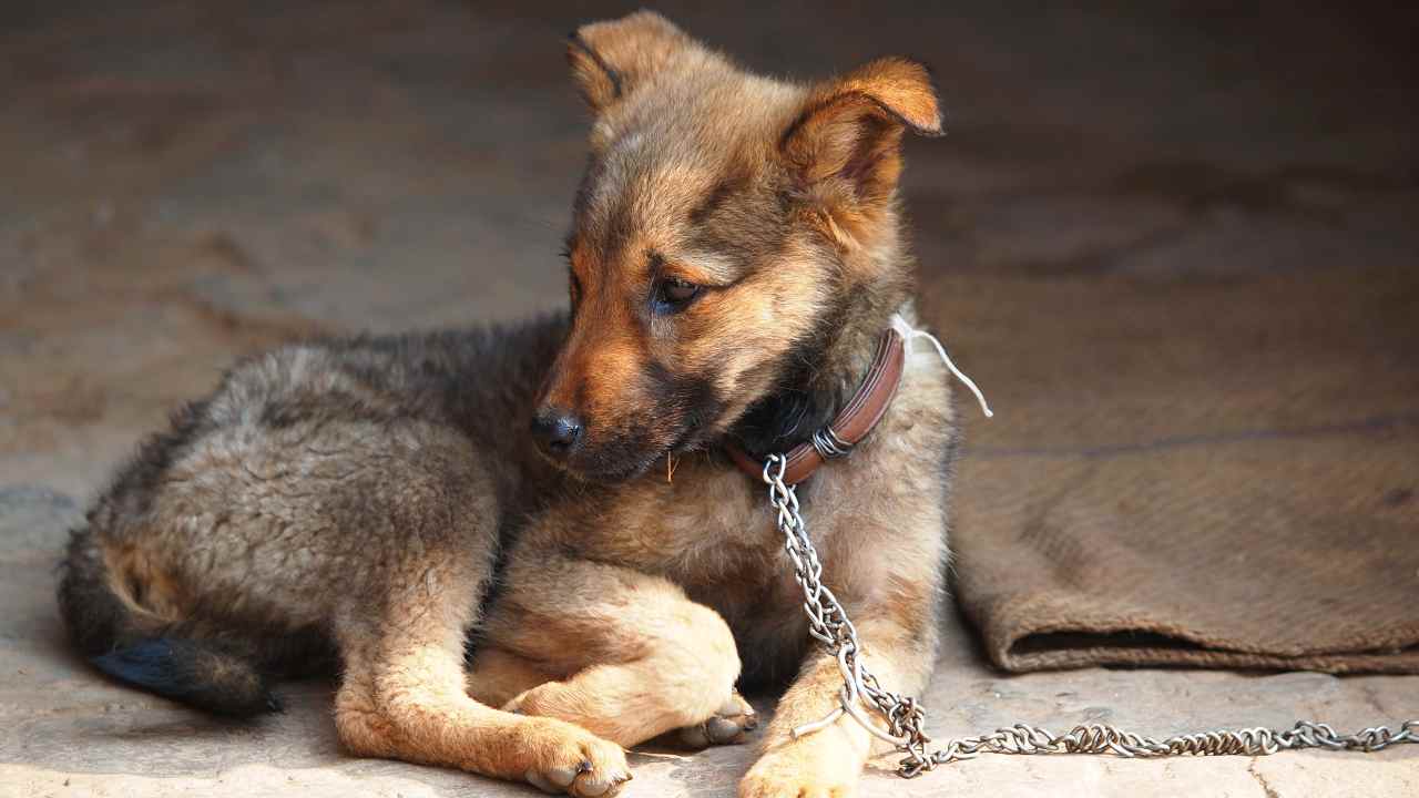 In Lombardia è legale tenere il cane alla catena?