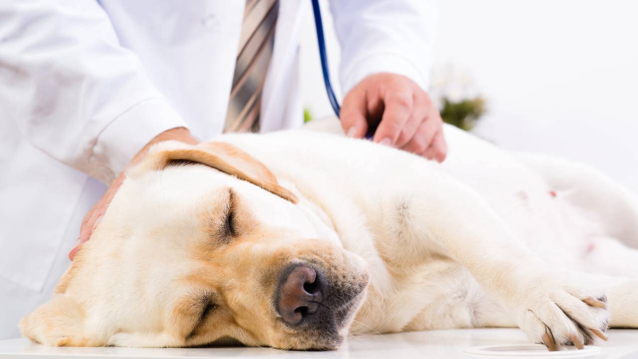 Epidermólisis ampollosa simple en perros