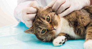 L'epidermolisi bollosa distrofica nel gatto
