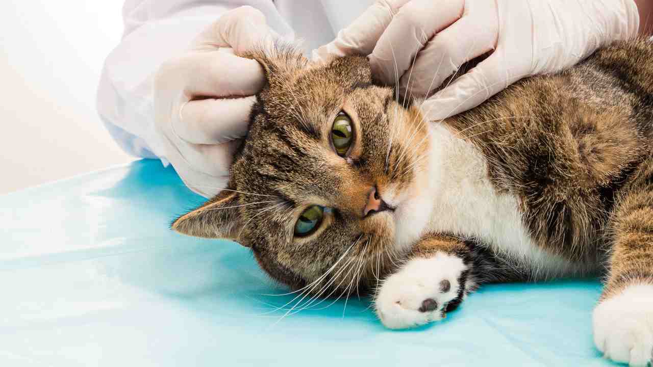 Epidermólisis ampollosa distrófica en gatos