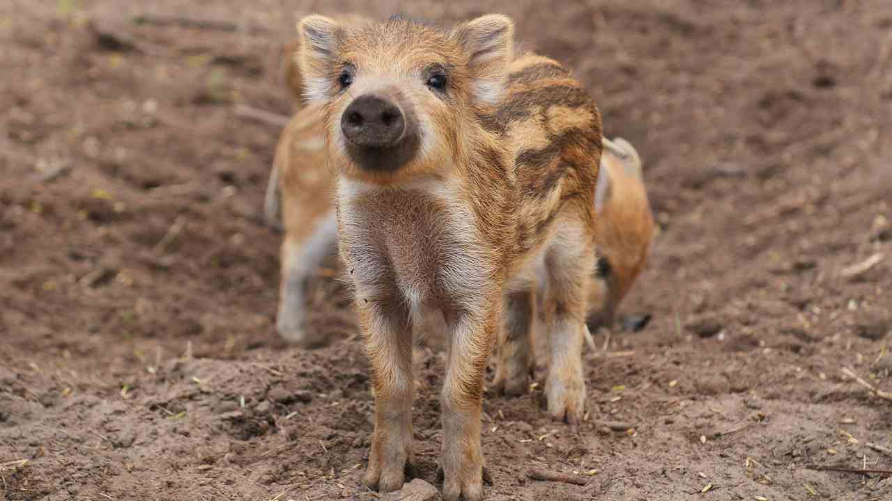 È legale detenere un cinghiale?