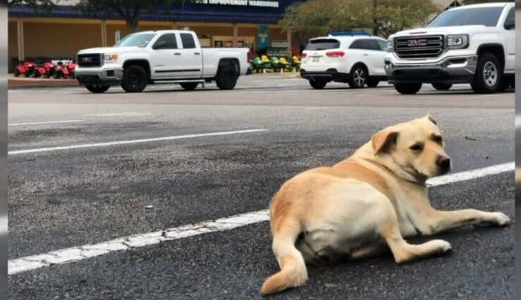 Rubano il suo camion e il suo cane uomo devastato cerca il suo cucciolo
