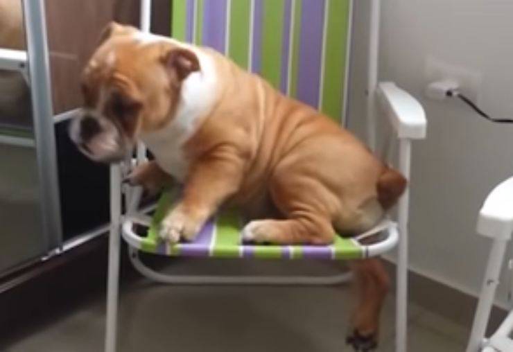 Cane sulla sedia (Foto video)
