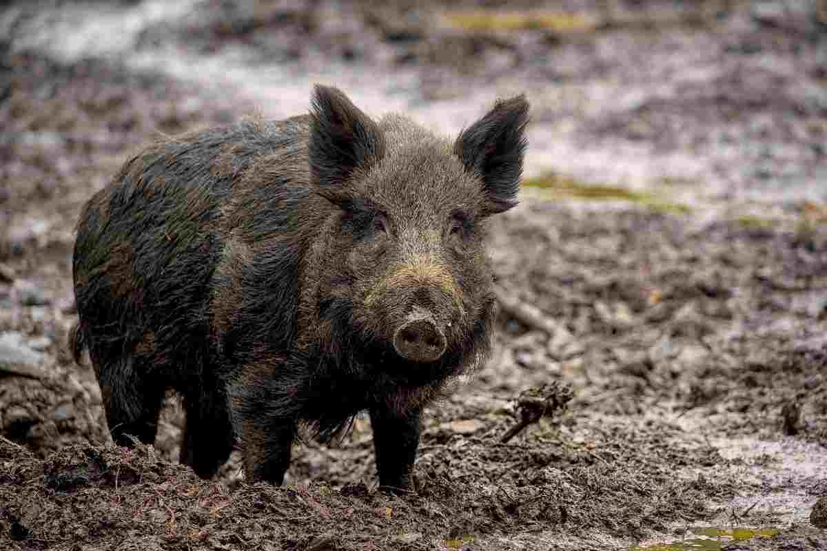 cinghiale in natura