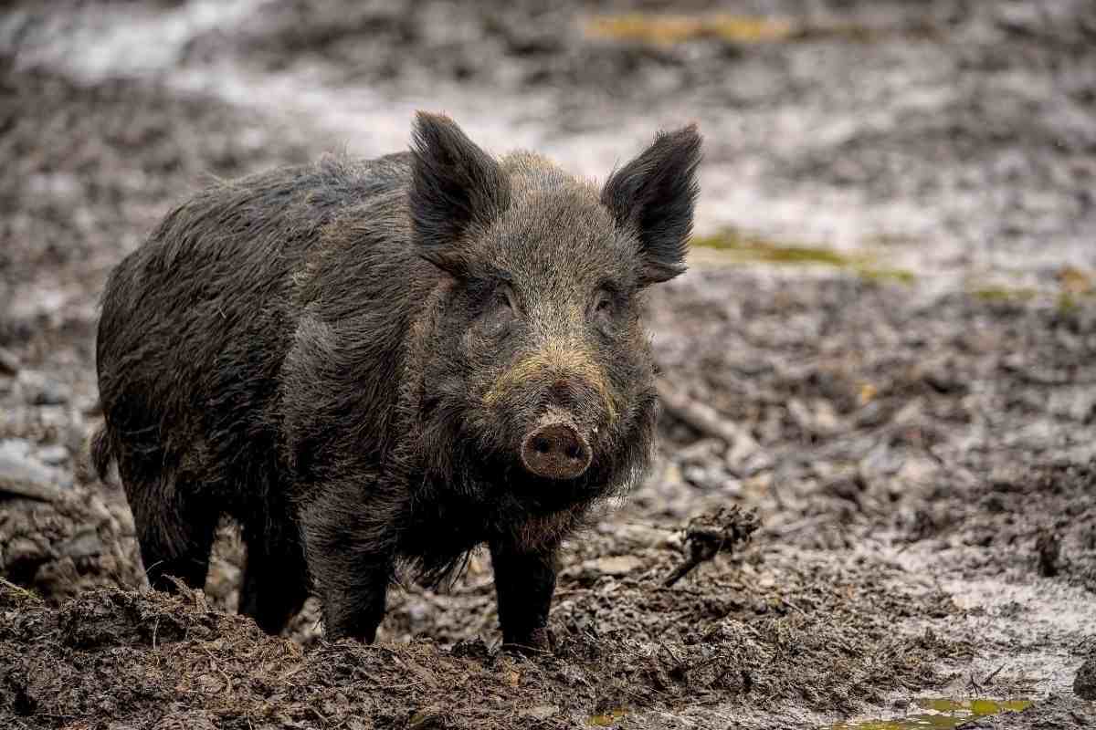 È legale detenere un cinghiale? Che cosa stabilisce la legge