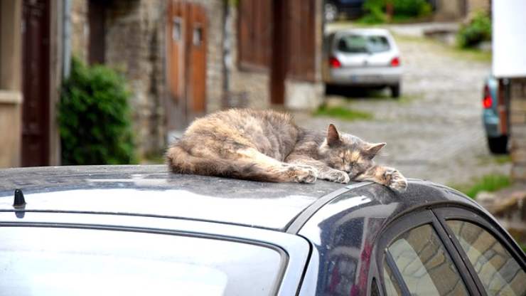 Come impedire ai gatti di salire sull'auto
