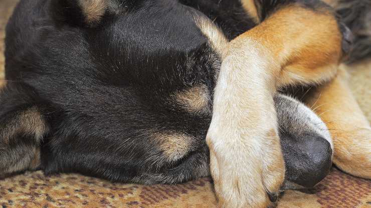 Come insegnare al cane a coprirsi gli occhi