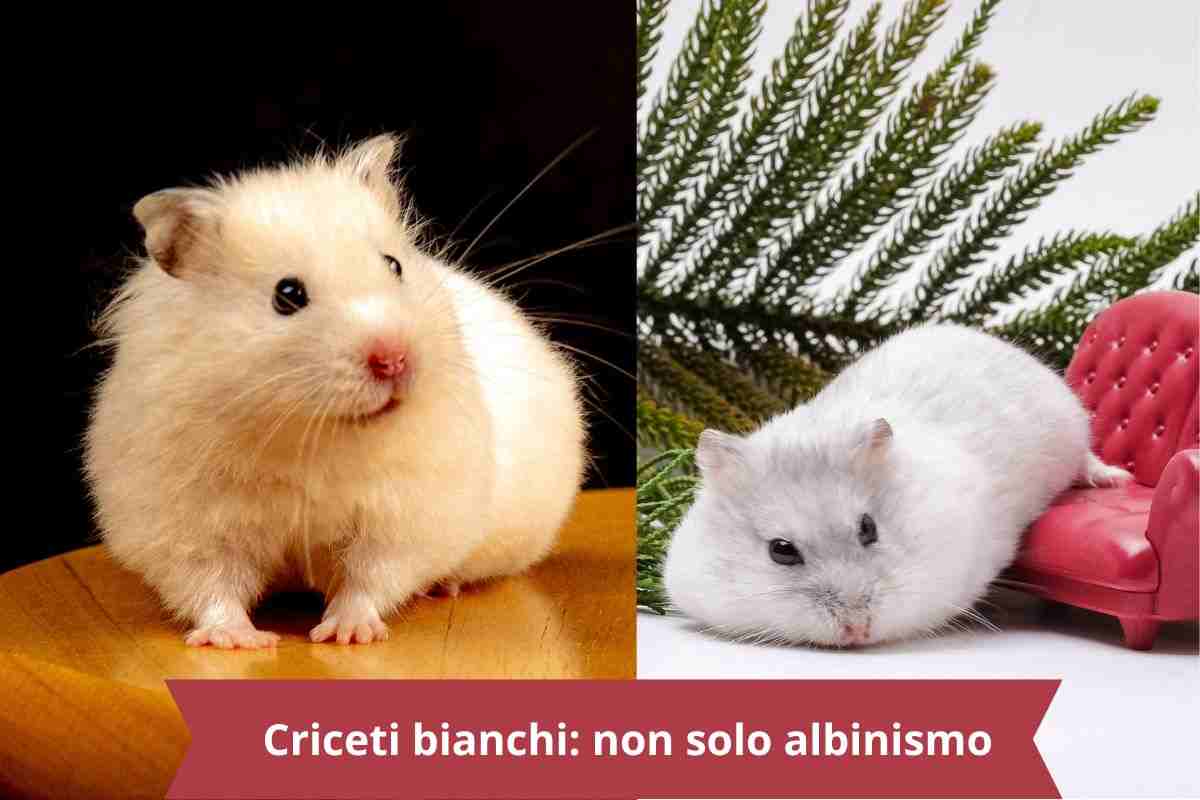 Criceto bianco e criceto Winter White