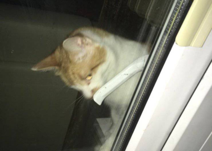 gatto chiude proprietaria balcone