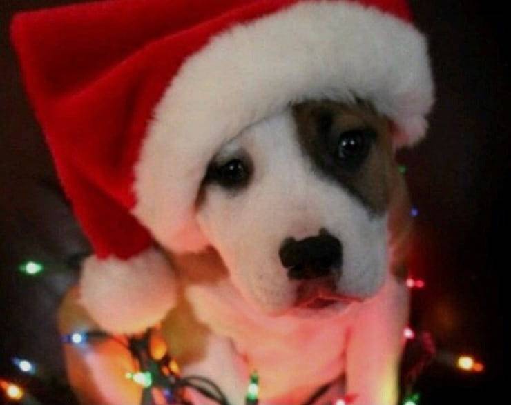 Cucciolo cappellino Babbo Natale (Screen Pinterest)