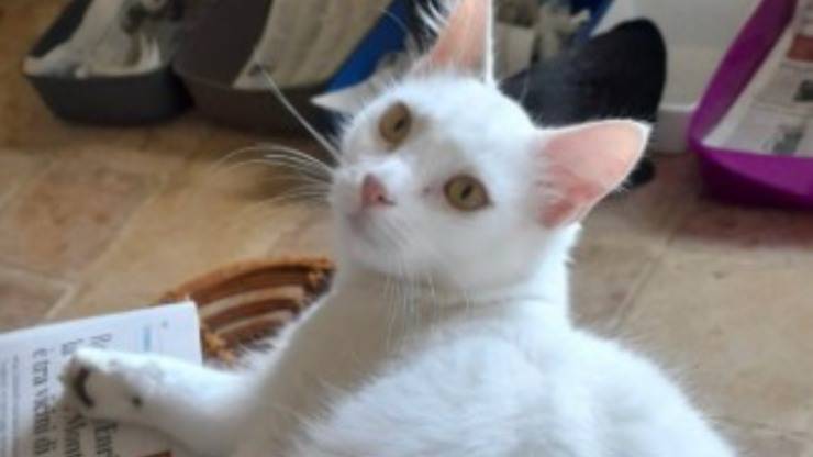 Dante, il gattino bianco