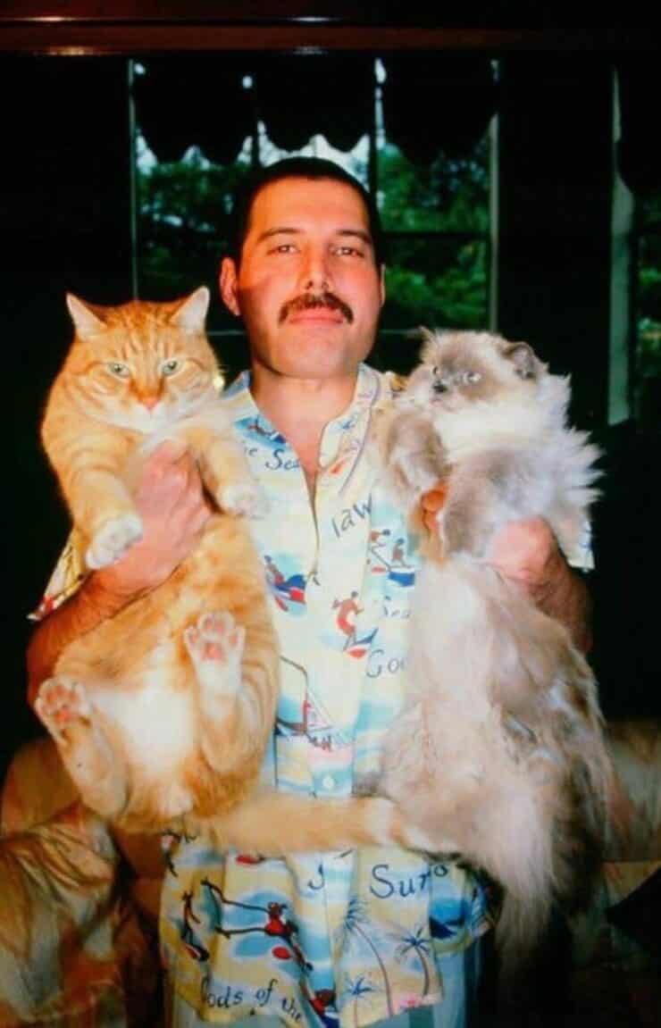 Freddy Mercury insieme ai suoi gatti (Screen Facebook)