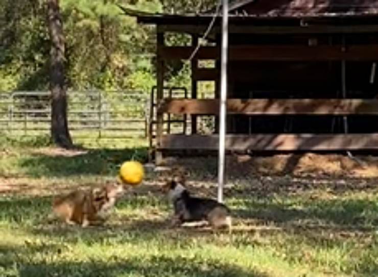 I cuccioli con la palla