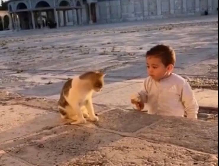 Il bimbo offre la sua merenda al gattino (Screen video)