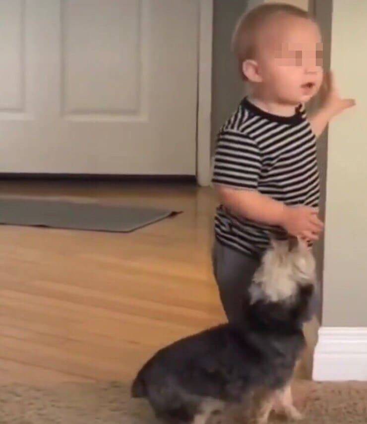 Il cucciolo cerca le attenzioni del suo piccolo amico (Screen video)