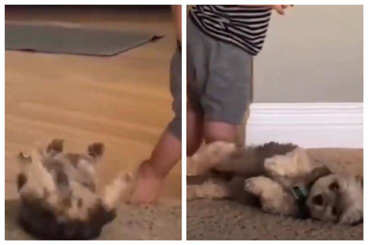 Il cucciolo chiede le coccole al suo piccolo amico preferito (Screen video)
