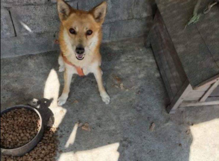 Il cucciolo con la ciotola piena