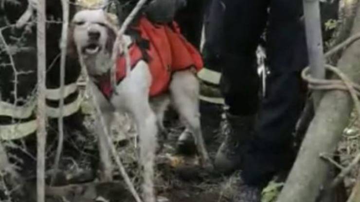 Il cucciolo rimasto intrappolato