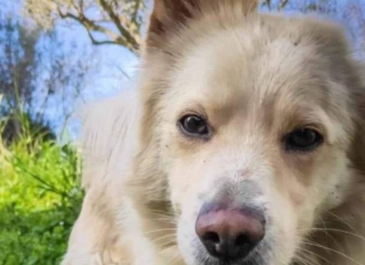 Il cucciolo riportato in rifugio