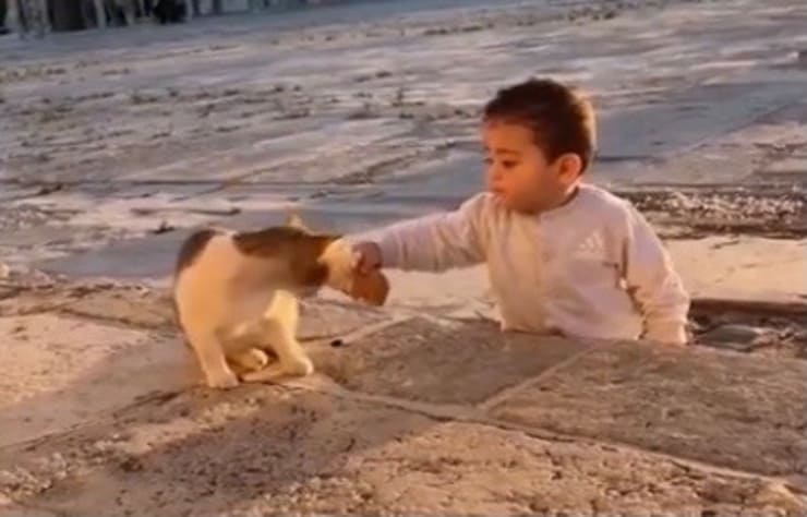 Il gattino accetta la merenda dal bimbo (Screen video)