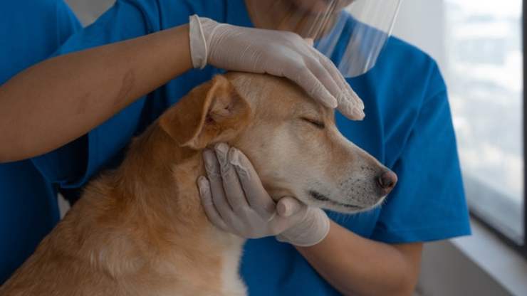 Le difficoltà per un veterinario di cani