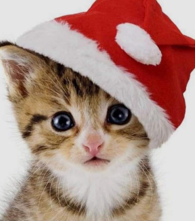 Micino cappellino Babbo Natale (Screen Pinterest)