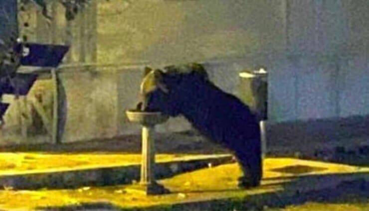 Orso beve dalla fontanella (Screen Facebook)