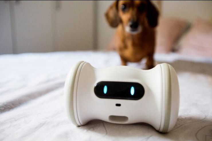 Varram,il robot per cani