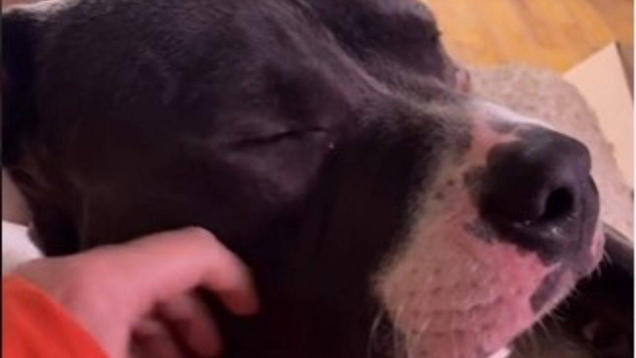 Winston, il cane che fa le fusa vive con i gatti VIDEO