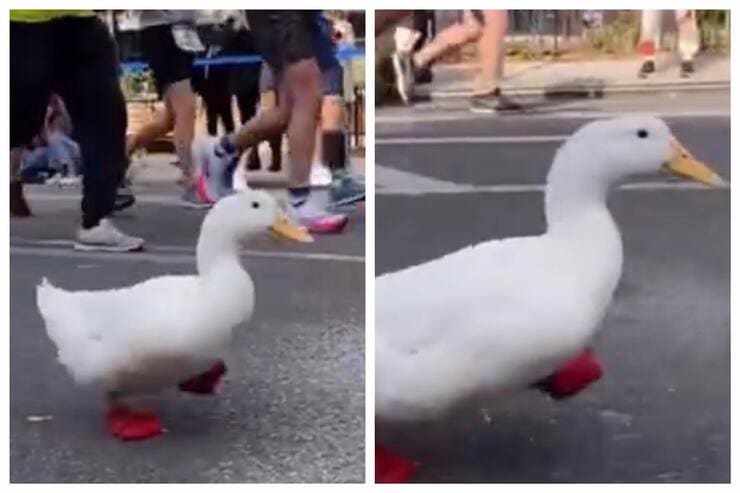 Wrinkle the Duck alla Maratona di New York (Screen video)