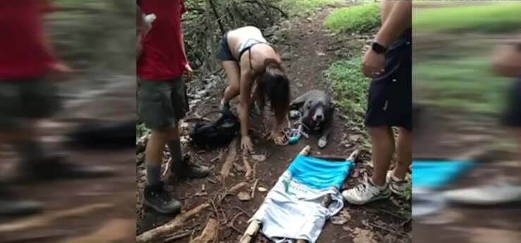 Boy Scout di 12 anni salva una coppia e un cane ferito alla zampa ( Screen Video)