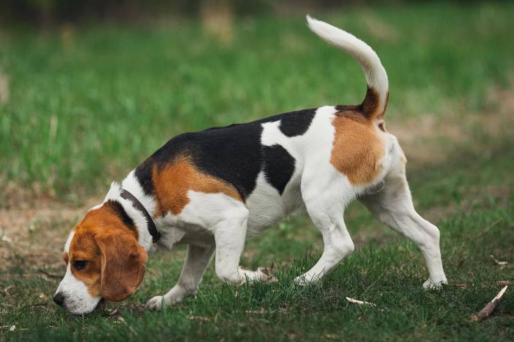 Cane annusa il terreno