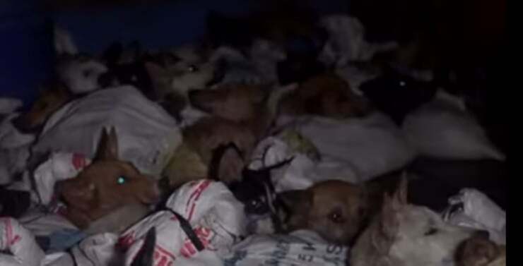 Cani salvati dalla macellazione: rinchiusi in sacchi con il muso legato (Screen Video)