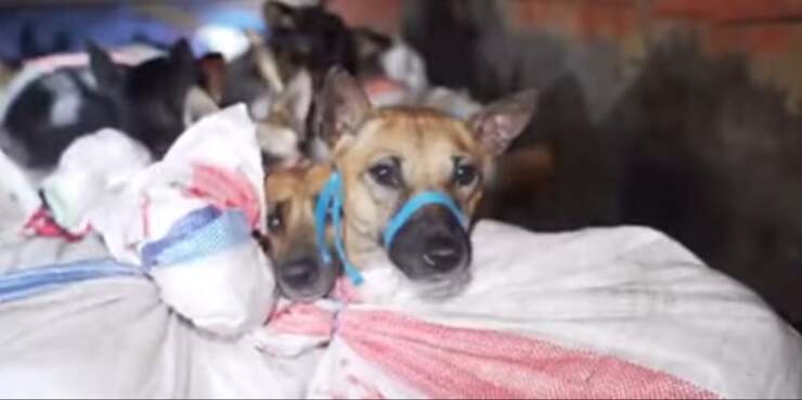 Cani salvati dalla macellazione: rinchiusi in sacchi con il muso legato (Screen Video)