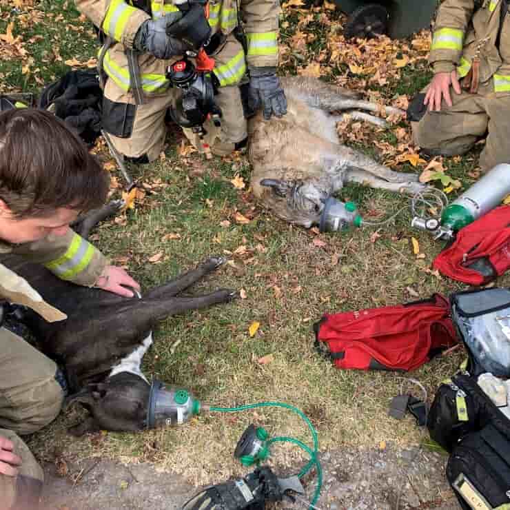 due cani e un gatto salvati dall'incendio di una casa (Foto Facebook)