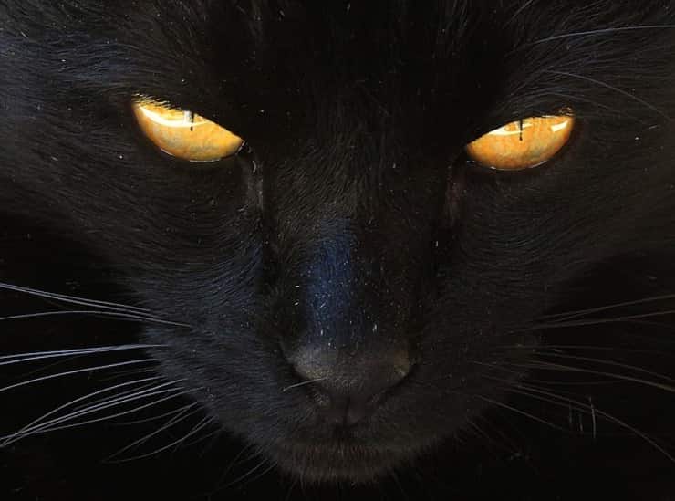 Gatto nero (Foto Pixabay)