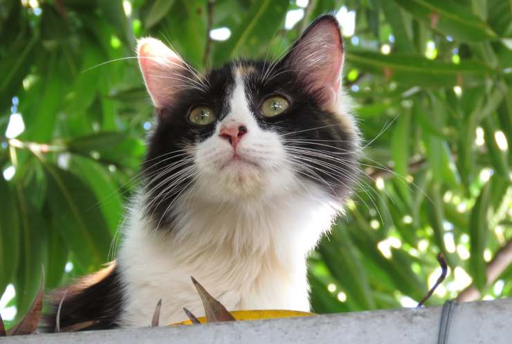 gatto curioso (Foto Pixabay)